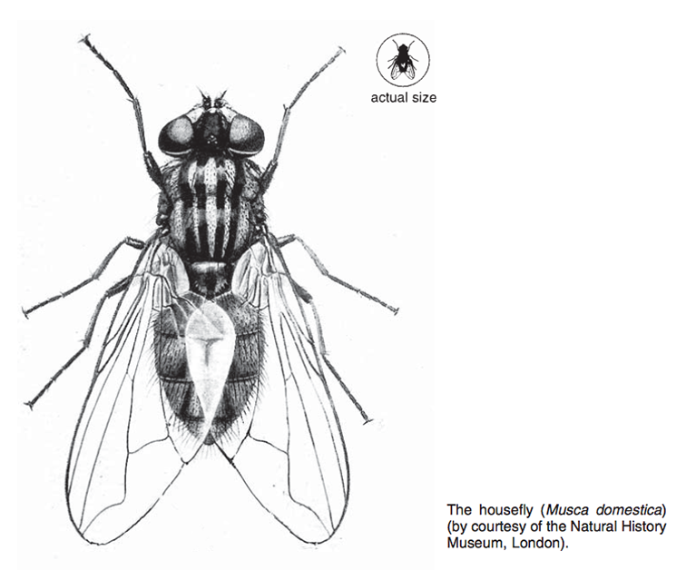 Musca Domestica 4ento Zerowaste